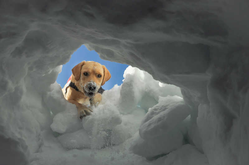 雪和狗狗