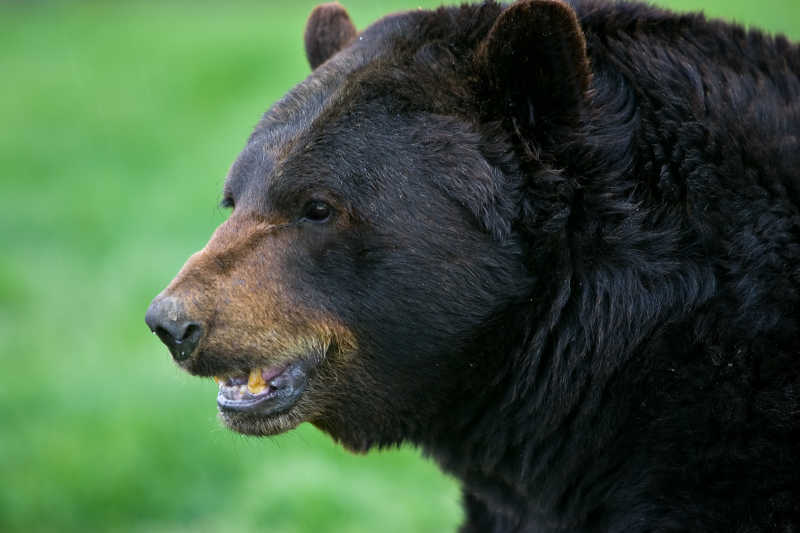 一只大黑熊张着口