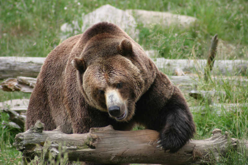 一只大棕熊抱着树干