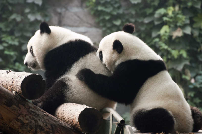 两只大熊猫在玩耍