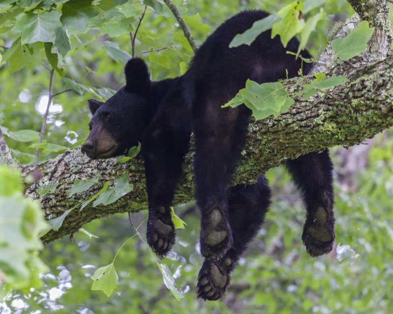 一只趴在树上的黑熊