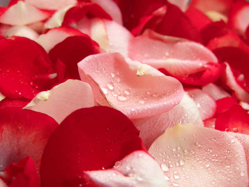 美丽的红玫瑰花瓣和水滴背景图案