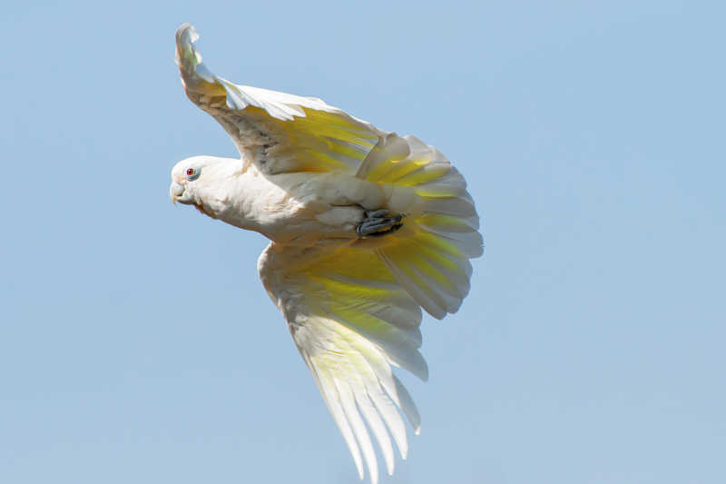 在天空中飞翔的白色羽毛鹦鹉