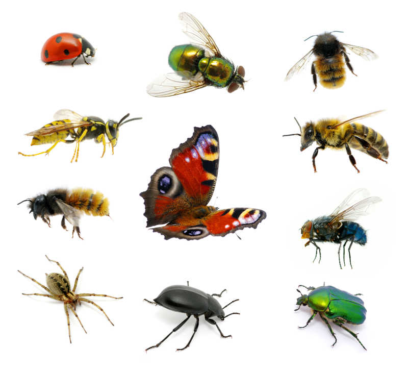 白色背景下的不同种类昆虫组合