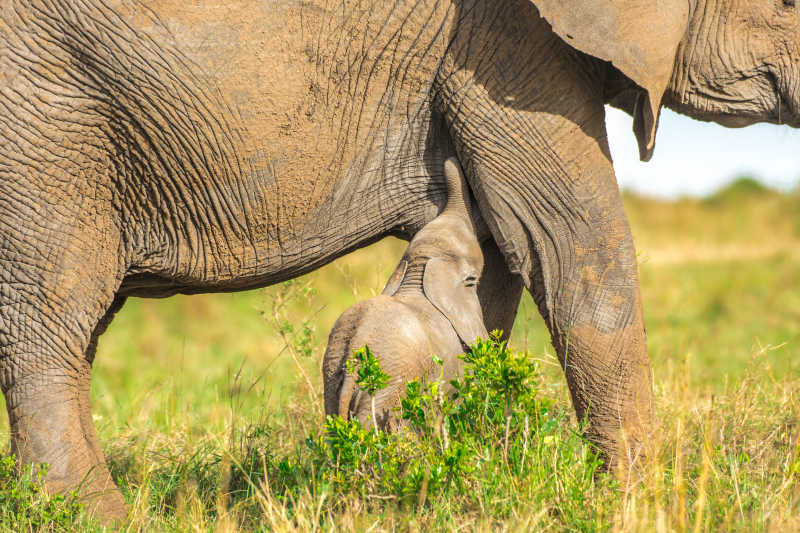 大象妈妈正在哺乳象宝宝
