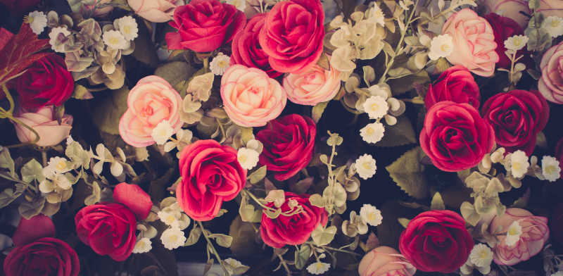 盛开的红色玫瑰和粉色玫瑰