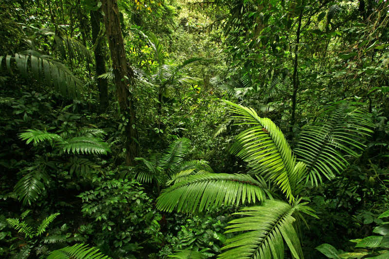 哥斯达黎加热带雨林