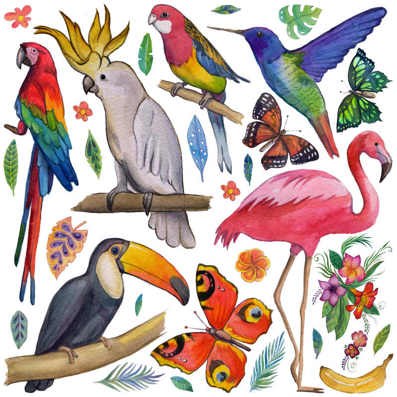 热带花园各种动物植物插画