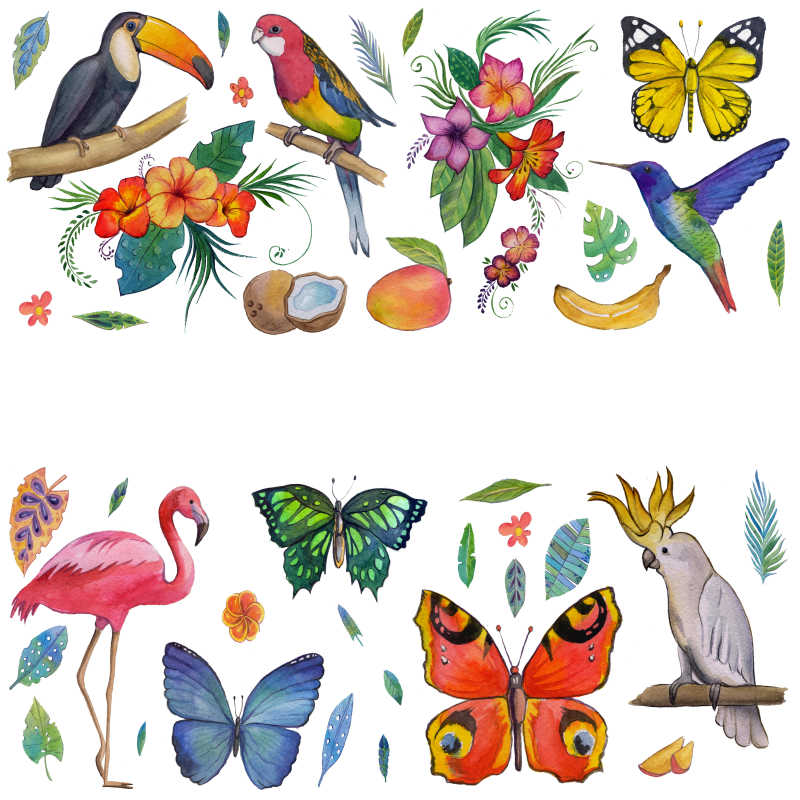 热带花园鸟蝴蝶鹦鹉鲜花水果棕榈树等插画