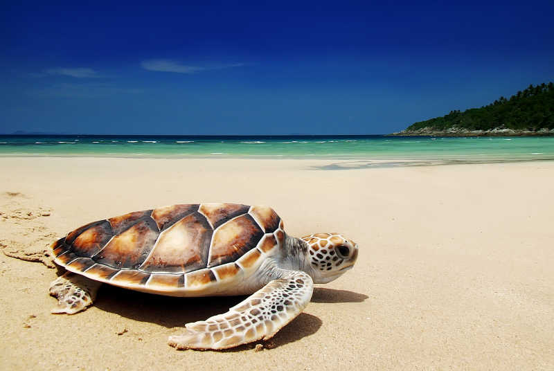 沙滩上的爬行的海龟