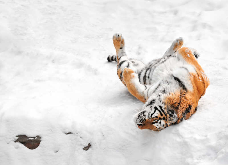 雪地里打滚的老虎