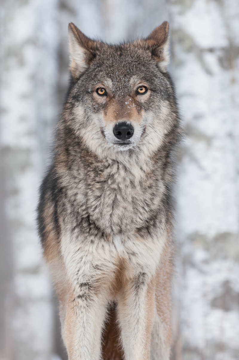 虚化背景下坐在雪地里的灰狼