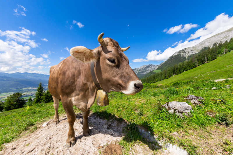 站在山间草地上的母牛