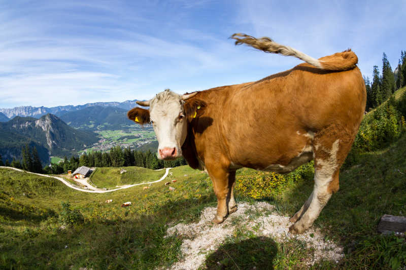 阿尔卑斯山上的奶牛