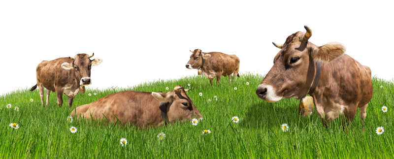 棕色的奶牛在草地上