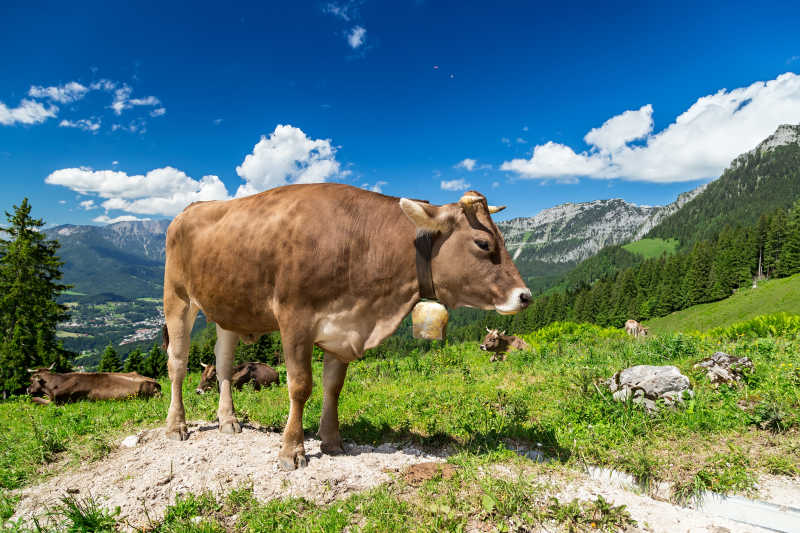 在山间草地上的奶牛
