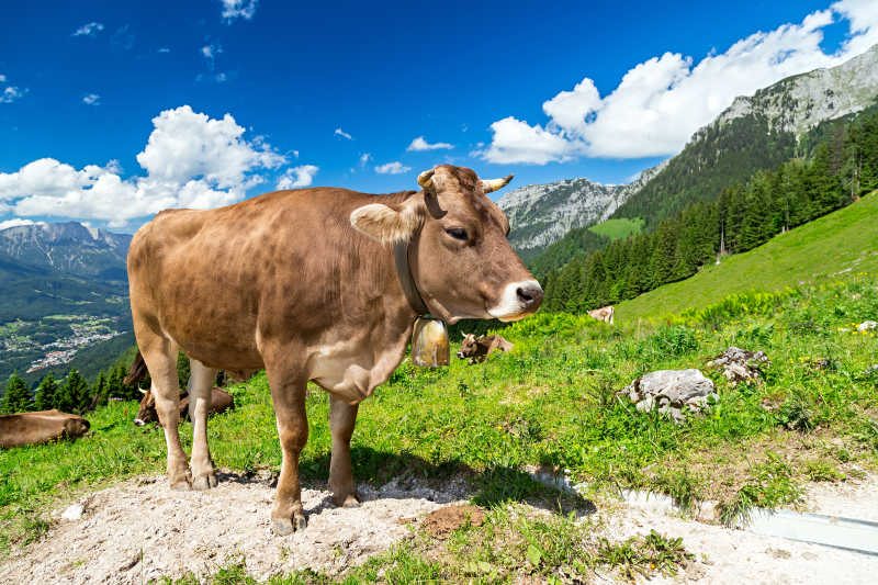 奶牛在山间草地上