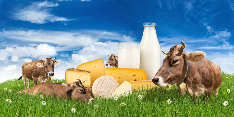 草地上的奶牛牛奶和奶酪