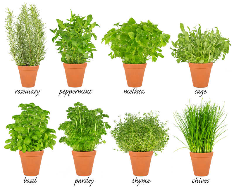 八种不同草本植物品种盆栽