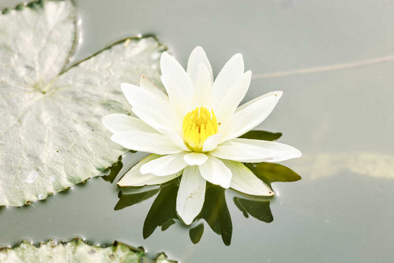 池塘里白色的莲花