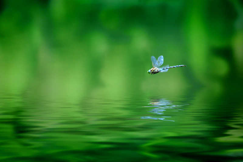 湖面上的蜻蜓