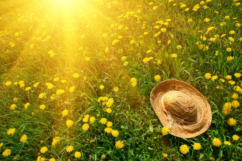 下午太阳光芒下的绿草黄色花和草帽