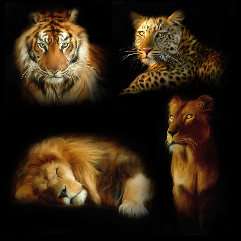 黑色背景下的老虎狮子和豹子
