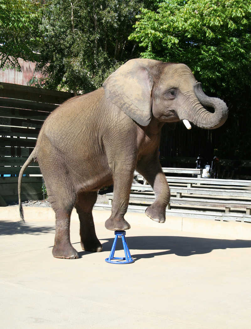 大象在动物园做一个把戏特写