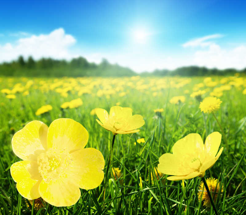 阳光下的绿色草地上的黄色黄春菊