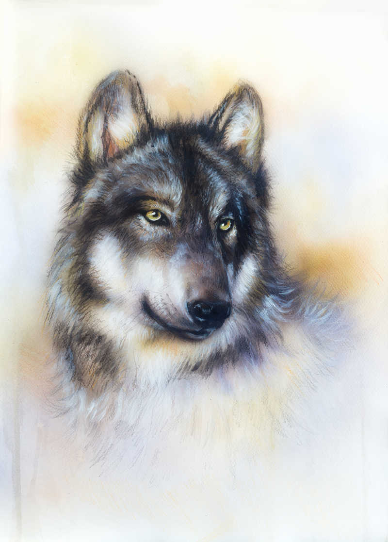 野生动物狼的水彩画