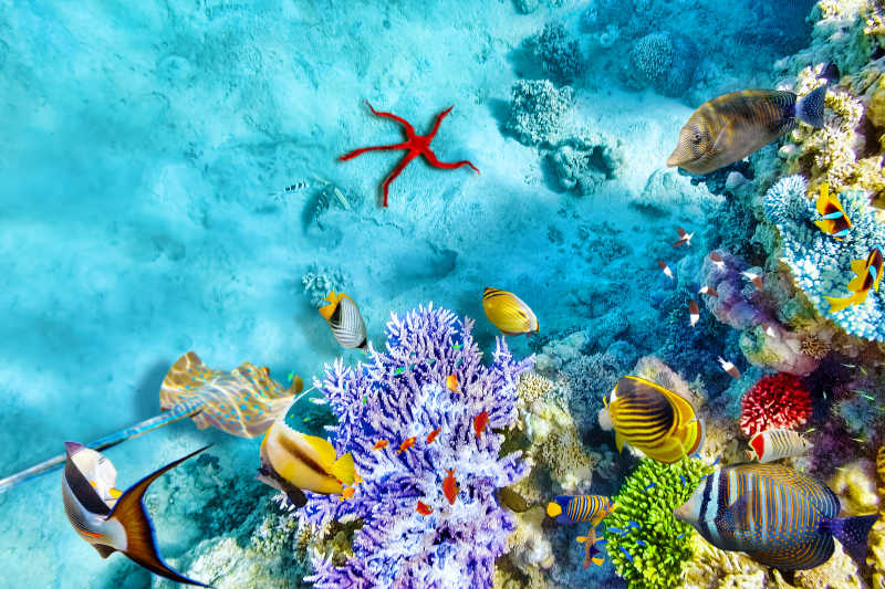 珊瑚和热带鱼美妙美丽的海底世界