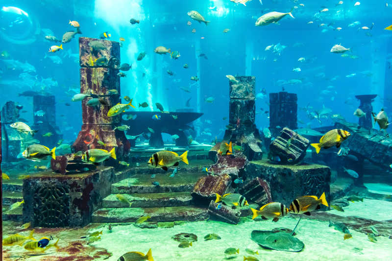 水族馆里的热带鱼和珊瑚礁