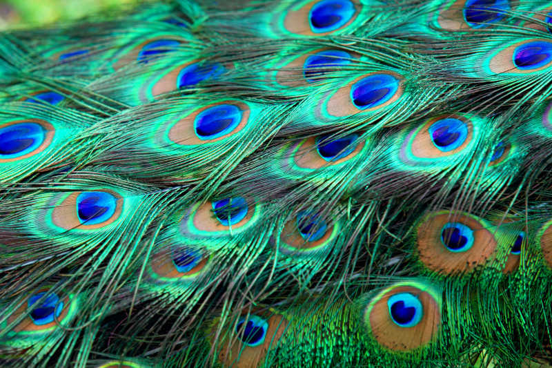 色彩斑斓的孔雀羽毛特写