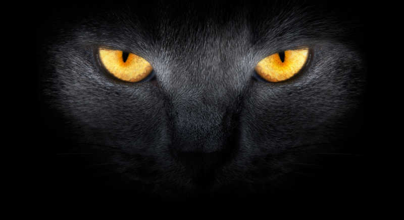 黑色背景上的黑猫眼睛特写