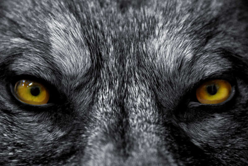 野生狼的眼睛特写