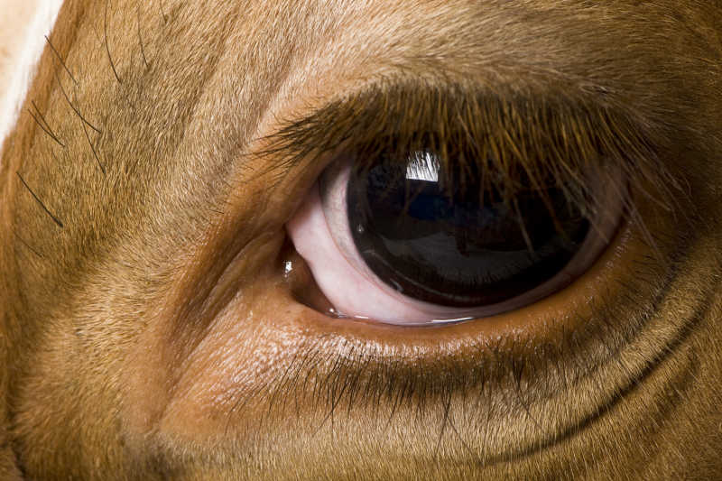 奶牛的大眼睛特写
