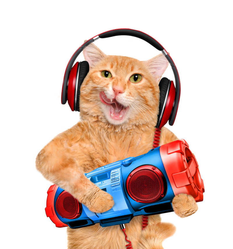 抱着录音机听音乐的猫咪