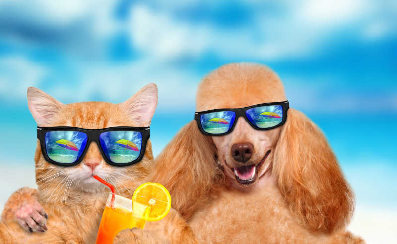 海边度假的猫咪和狗狗