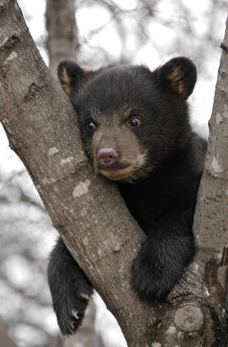 趴在树上黑熊幼崽