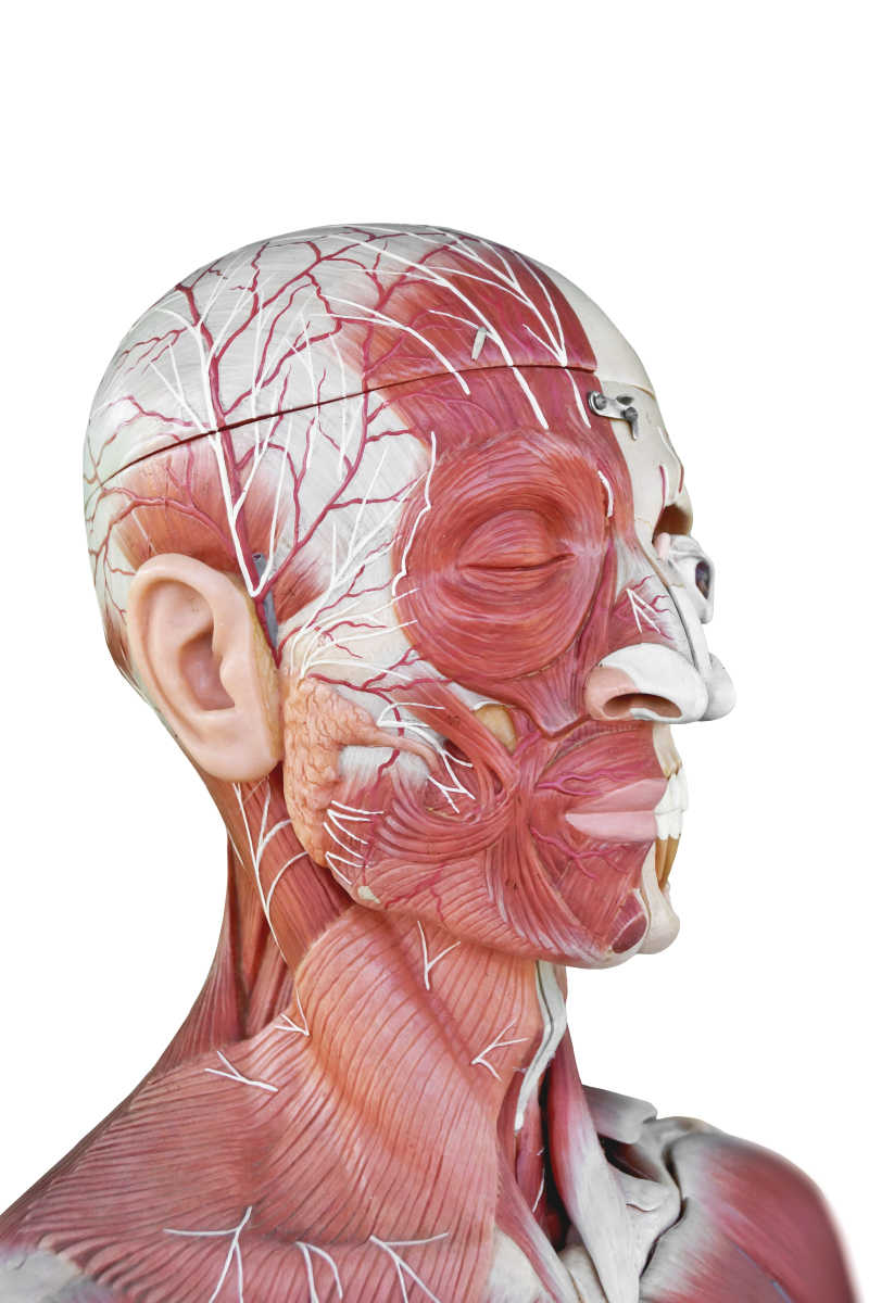 人体解剖3d模型