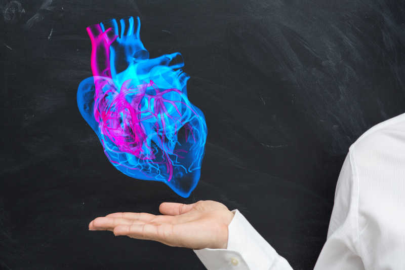 人体心脏模型