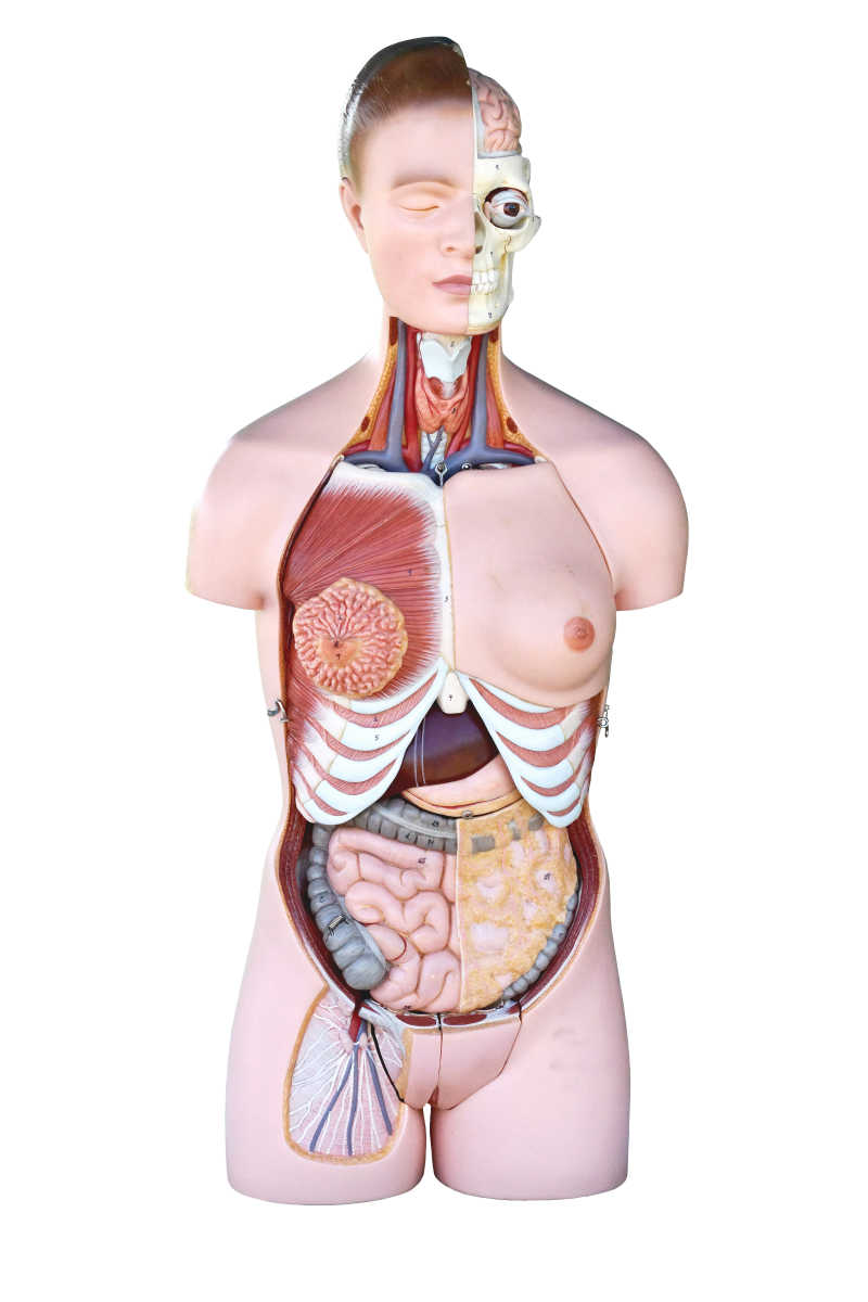 女性人体解剖模型