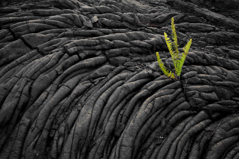 生长在熔岩场上的蕨类植物
