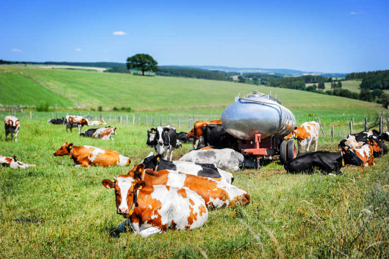 一群躺在草地上休息的奶牛