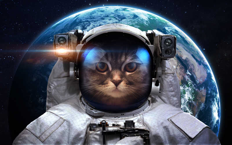 太空中的猫宇航员
