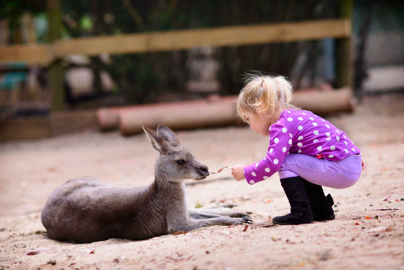 动物园的可爱小女孩与小袋鼠