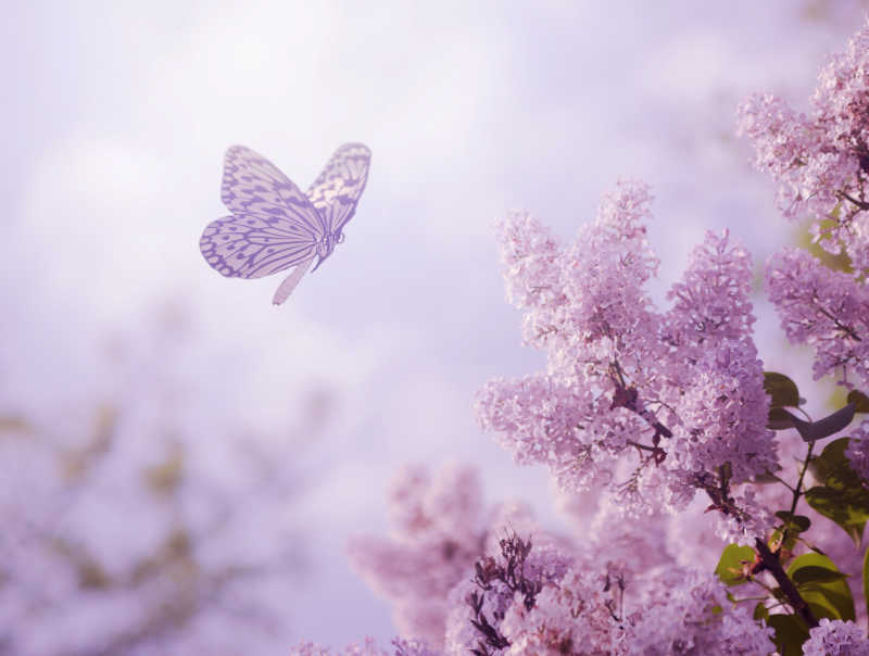 飞舞的蝴蝶和紫色的花