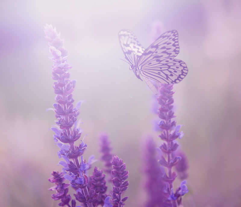 蝴蝶和紫色的花