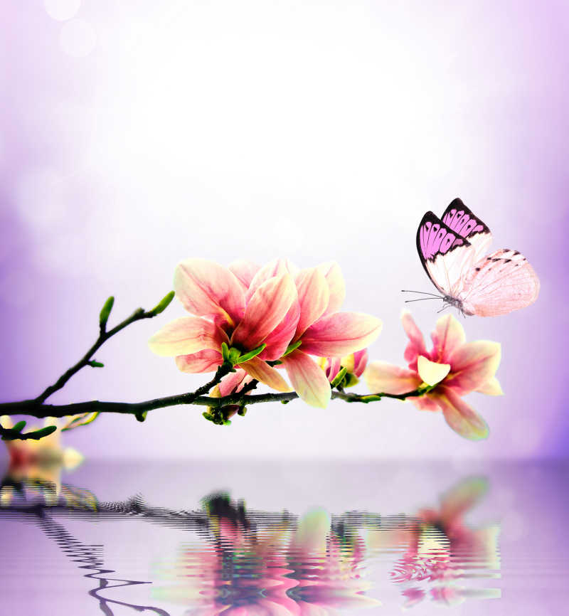 美丽的蝴蝶落在木兰花上