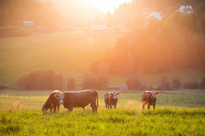 阳光下草地上正在吃草的奶牛